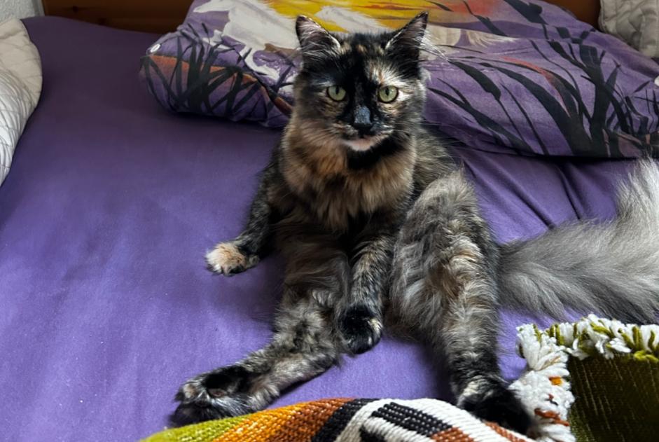 Vermisstmeldung Katze Weiblich , 3 jahre Val-de-Ruz Schweiz