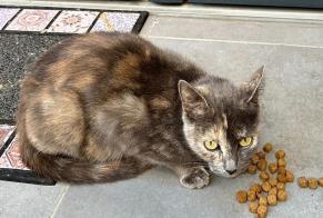 Fundmeldung Katze rassenmischung Weiblich Maisons-Alfort Frankreich