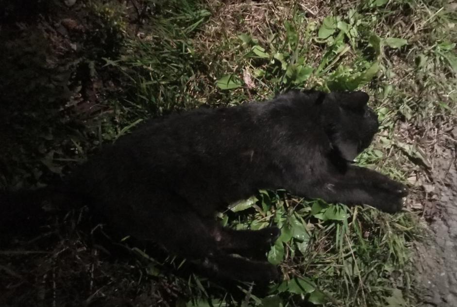 Fundmeldung Katze Unbekannt Saint-Martin Schweiz