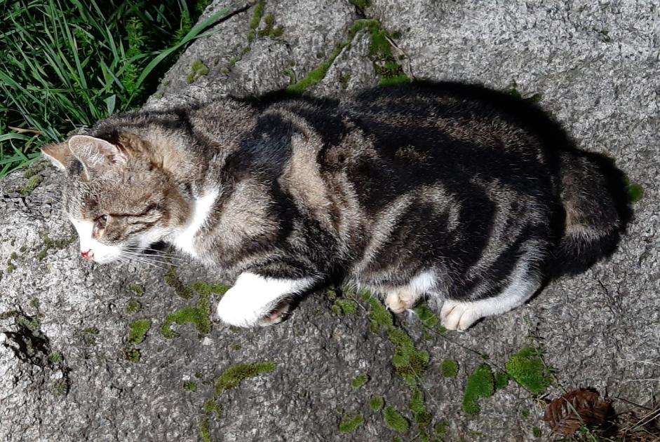 Fundmeldung Katze rassenmischung Unbekannt Baulmes Schweiz