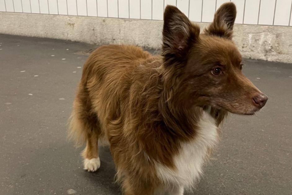 Fundmeldung Hund  Unbekannt Neuchâtel Schweiz