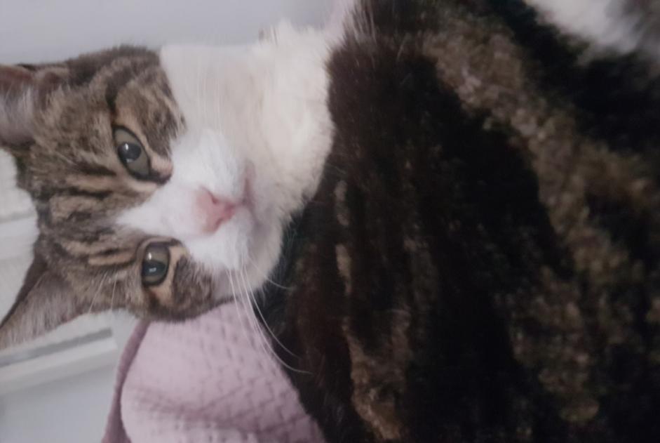 Vermisstmeldung Katze rassenmischung Weiblich , 24 jahre Villefranche-sur-Mer Frankreich