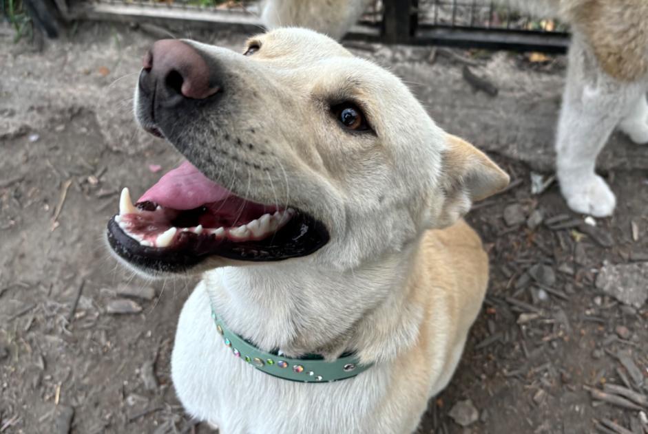 Vermisstmeldung Hund  Männliche , 1 jahre Polaincourt-et-Clairefontaine Frankreich