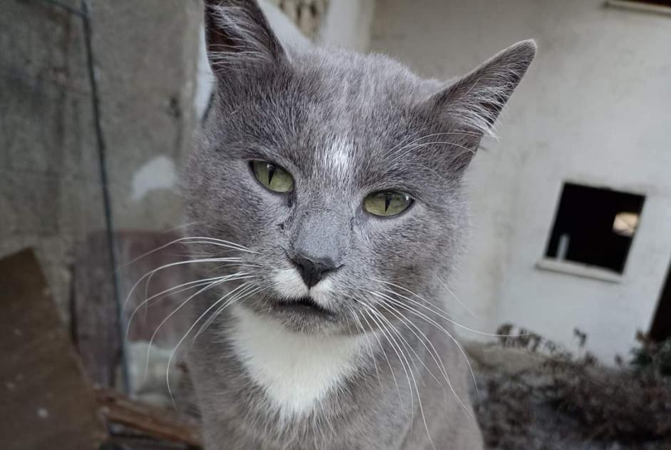 Fundmeldung Katze Unbekannt Tarbes Frankreich