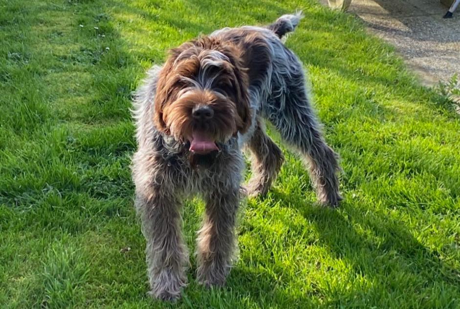 Vermisstmeldung Hund  Männliche , 1 jahre Saint-Paul-du-Vernay Frankreich