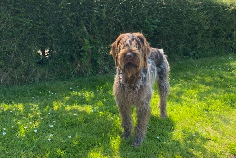 Vermisstmeldung Hund  Männliche , 1 jahre Saint-Paul-du-Vernay Frankreich