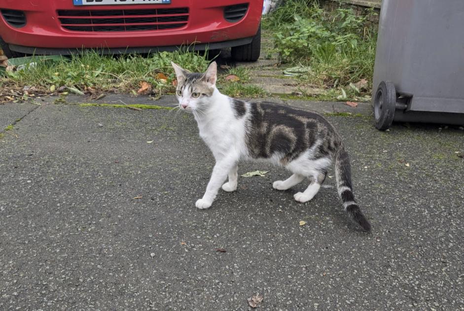 Fundmeldung Katze Weiblich Villeneuve-d'Ascq Frankreich