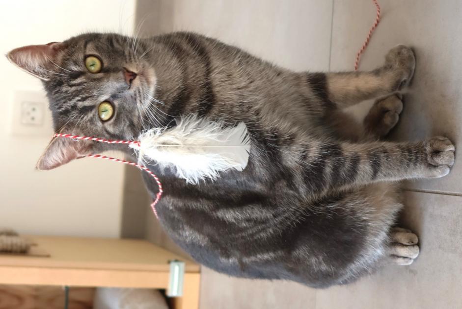 Vermisstmeldung Katze Männliche , 3 jahre Profondeville Belgien