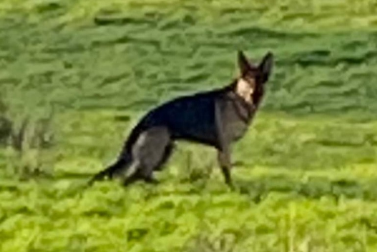 Fundmeldung Hund  Unbekannt Beersel Belgien