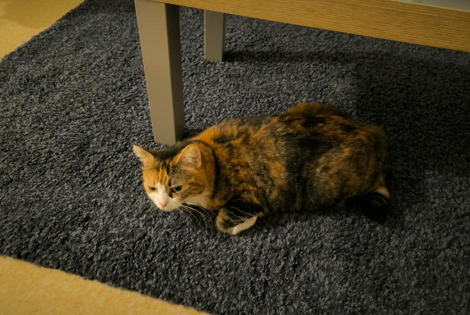 Vermisstmeldung Katze Weiblich , 3 jahre Orléans Frankreich