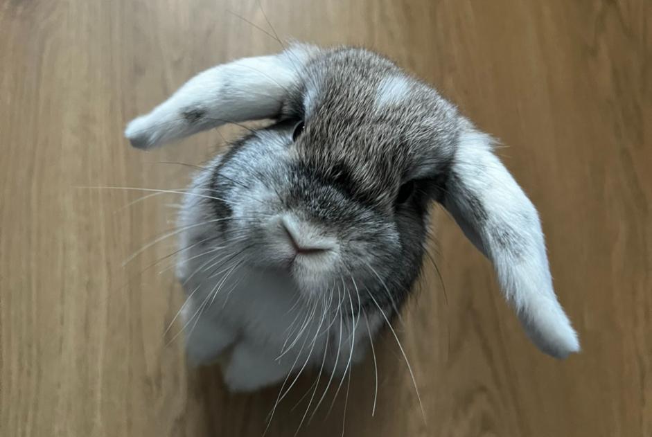 Vermisstmeldung Hase Männliche Angers Frankreich