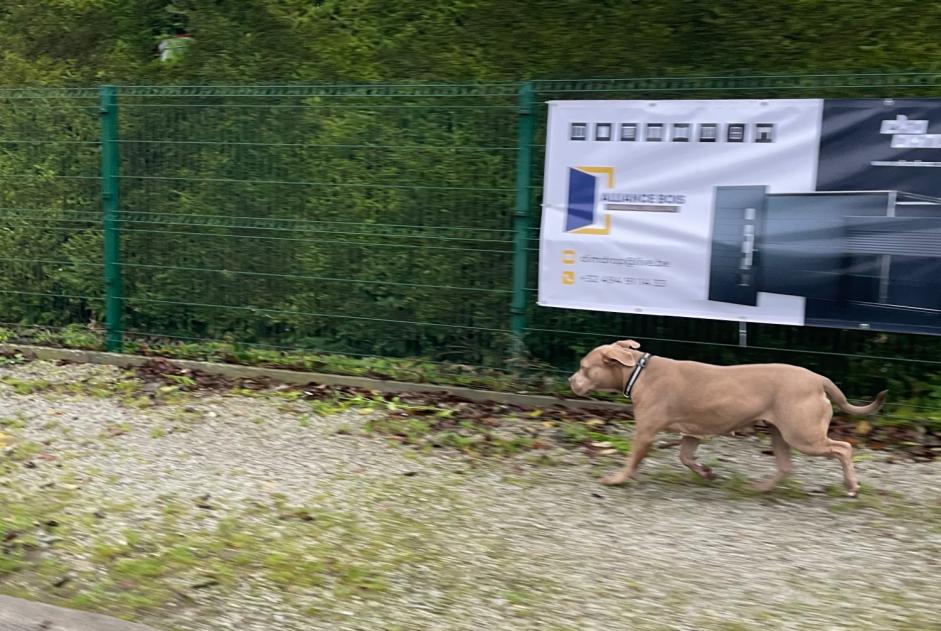 Fundmeldung Hund Unbekannt Ham-sur-Heure-Nalinnes Belgien