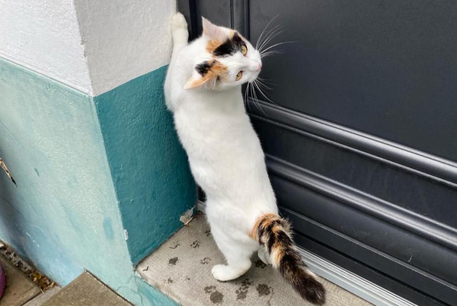 Vermisstmeldung Katze  Weiblich , 2 jahre Saint-Nazaire Frankreich