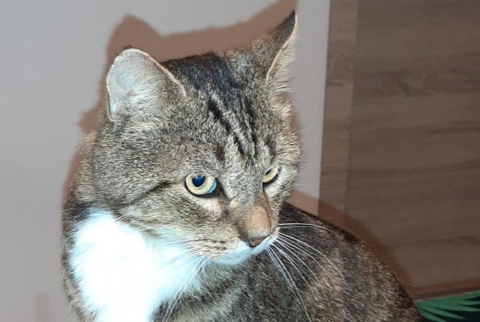 Vermisstmeldung Katze  Männliche , 5 jahre Soignies Belgien