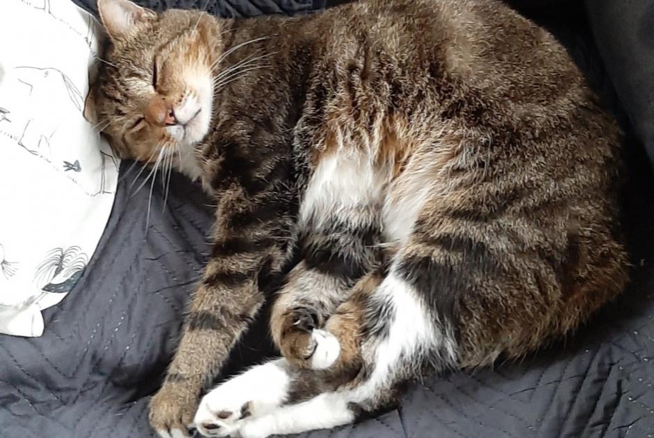 Vermisstmeldung Katze  Männliche , 5 jahre Soignies Belgien