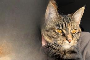 Vermisstmeldung Katze rassenmischung Weiblich , 1 jahre Soignies Belgien