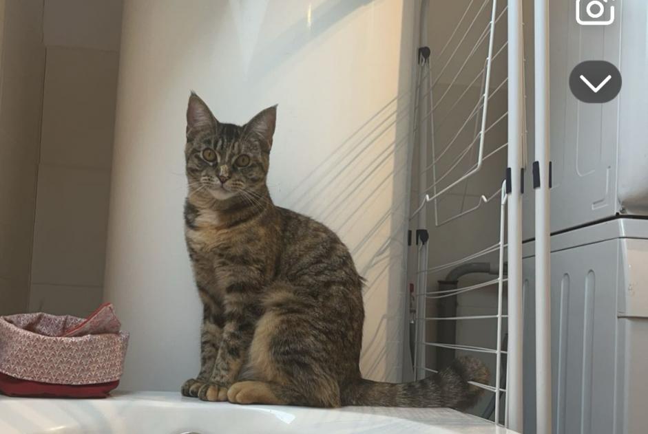 Vermisstmeldung Katze rassenmischung Weiblich , 1 jahre Soignies Belgien