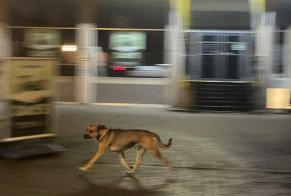 Fundmeldung Hund Unbekannt Uccle Belgien