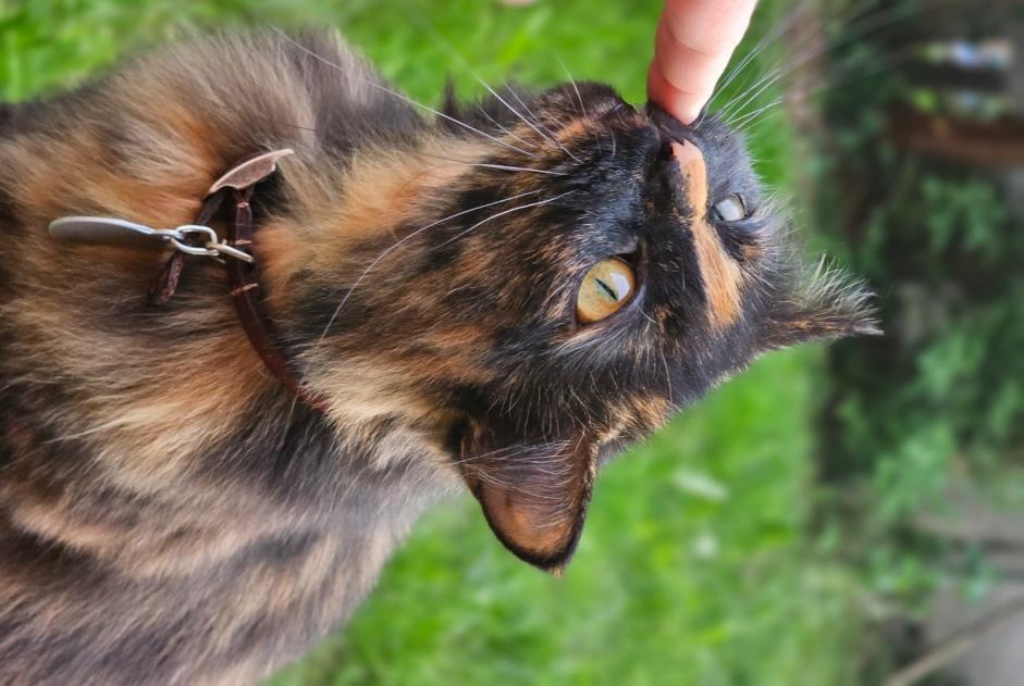 Vermisstmeldung Katze rassenmischung Weiblich , 4 jahre Pont-à-Celles Belgien