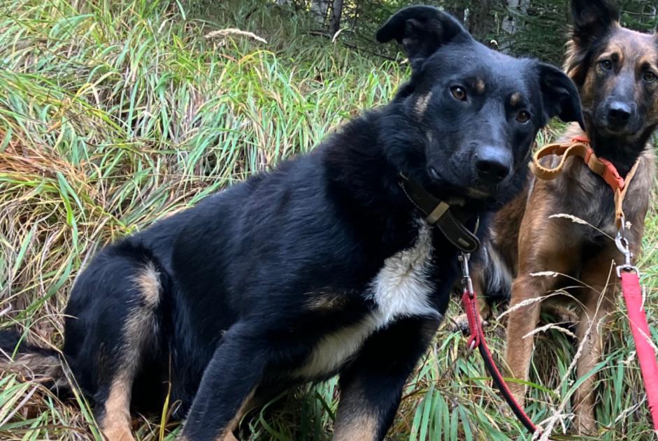 Vermisstmeldung Hund rassenmischung Männliche , 2 jahre Châteauroux-les-Alpes Frankreich