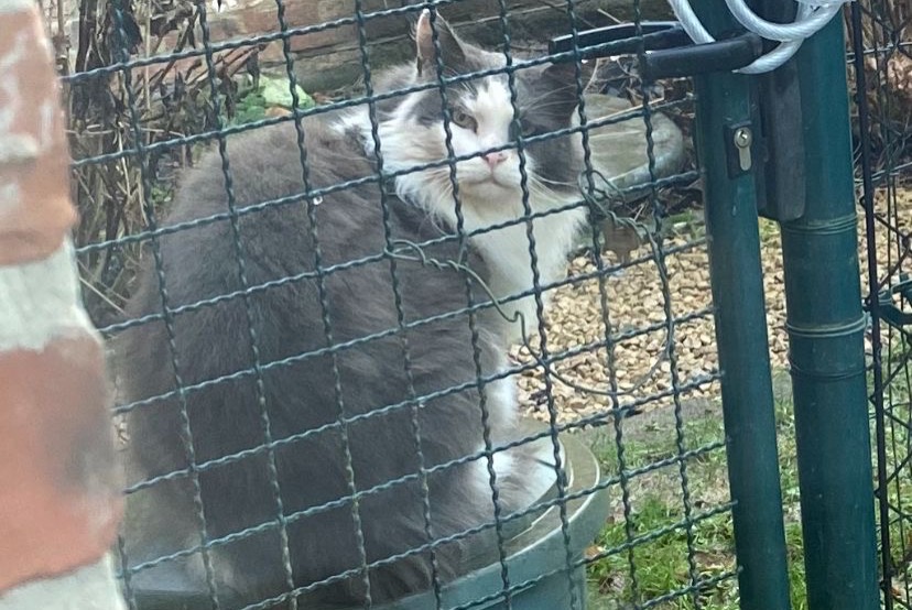 Fundmeldung Katze rassenmischung Unbekannt Chaumont-Gistoux Belgien