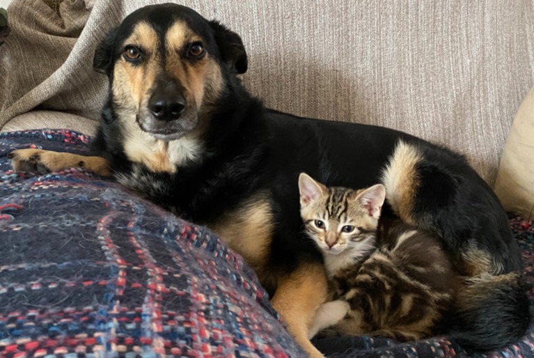 Vermisstmeldung Hund Weiblich , 10 jahre Gif-sur-Yvette Frankreich