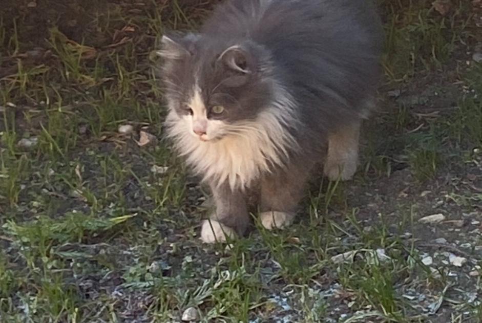 Fundmeldung Katze Weiblich Monteux Frankreich