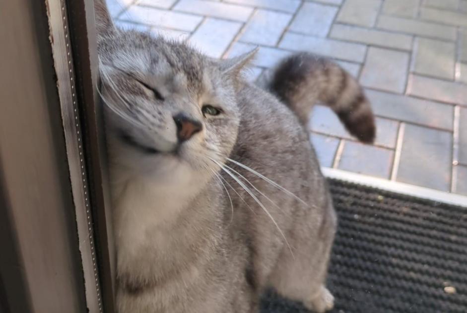 Vermisstmeldung Katze rassenmischung Weiblich , 4 jahre Raeren Belgien