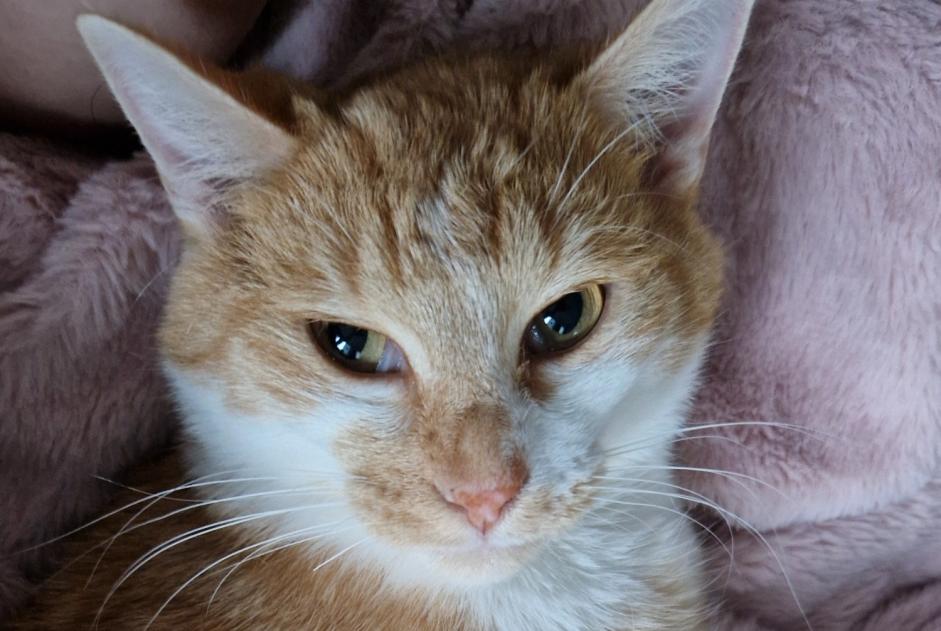 Vermisstmeldung Katze Männliche , 2 jahre Huy Belgien