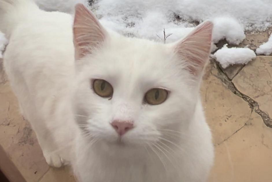 Vermisstmeldung Katze  Weiblich , 6 jahre Menthonnex-en-Bornes Frankreich