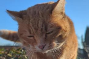 Fundmeldung Katze Unbekannt Saint-Léonard Frankreich