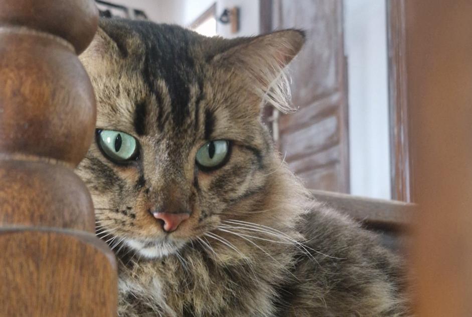 Vermisstmeldung Katze rassenmischung Männliche , 2 jahre Ajaccio Frankreich