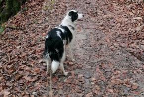 Vermisstmeldung Hund  Weiblich , 4 jahre Le Pont-de-Beauvoisin Frankreich