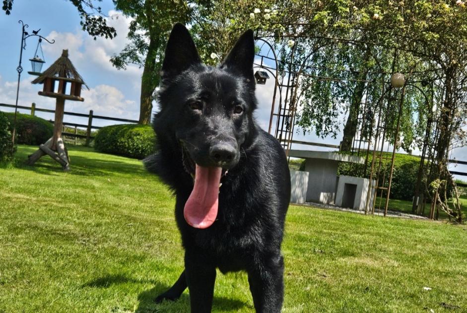 Vermisstmeldung Hund  Männliche , 2 jahre Pecq Belgien