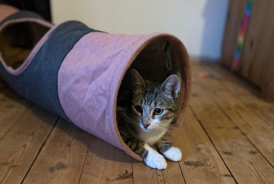 Vermisstmeldung Katze Männliche , 1 jahre Entre-Deux-Monts Frankreich