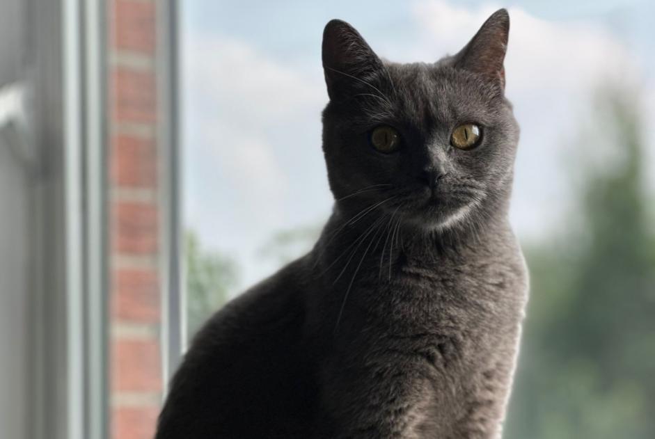 Vermisstmeldung Katze  Weiblich , 2 jahre Genk Belgien