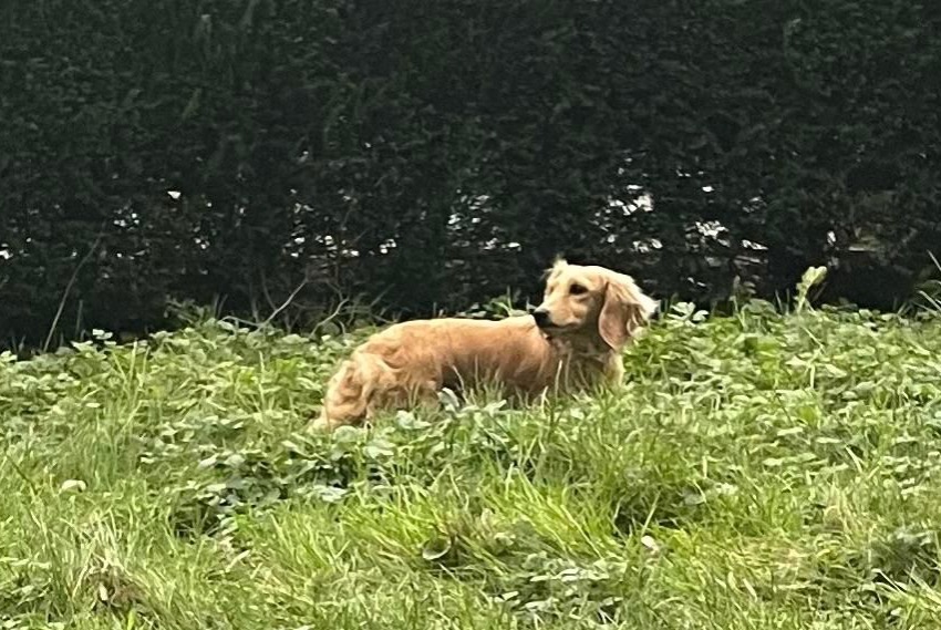 Vermisstmeldung Hund  Weiblich , 4 jahre Etterbeek Belgien