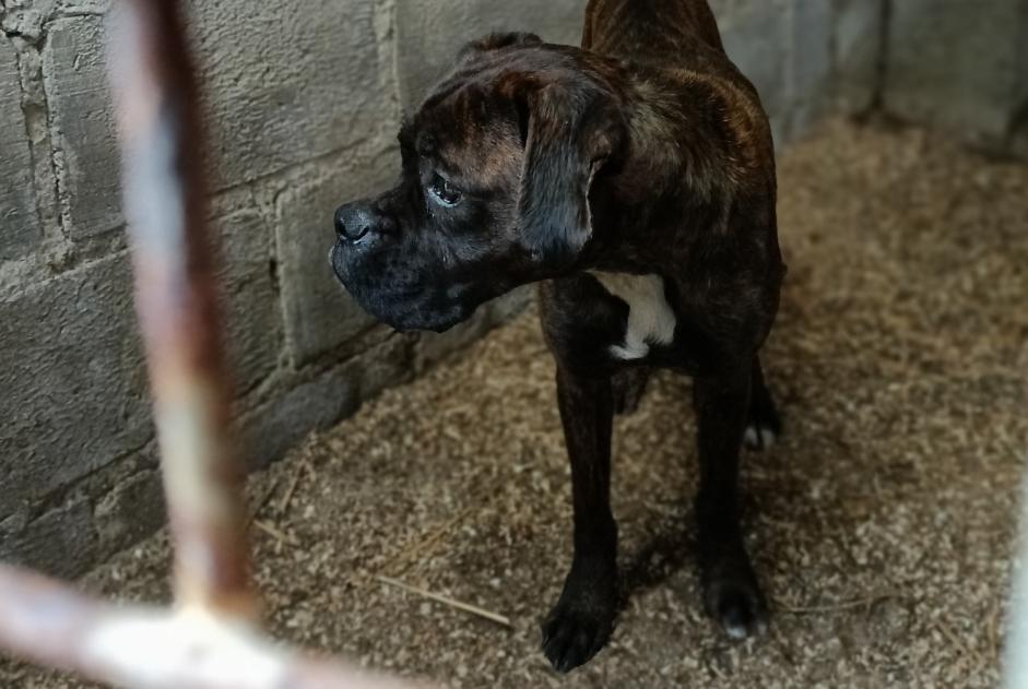 Fundmeldung Hund  Weiblich La Ferté-Macé Frankreich