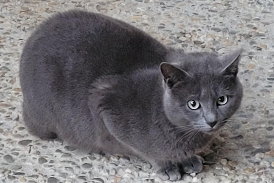 Fundmeldung Katze rassenmischung Männliche Clairac Frankreich