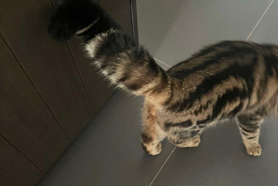 Vermisstmeldung Katze  Männliche , 1 jahre Buggenhout Belgien