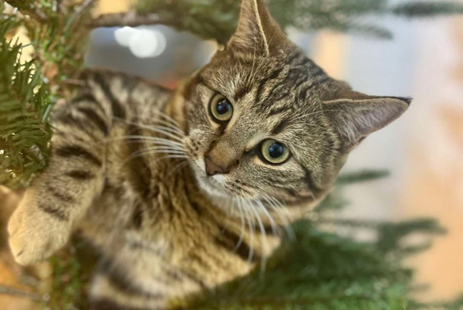 Vermisstmeldung Katze  Männliche , 1 jahre Buggenhout Belgien