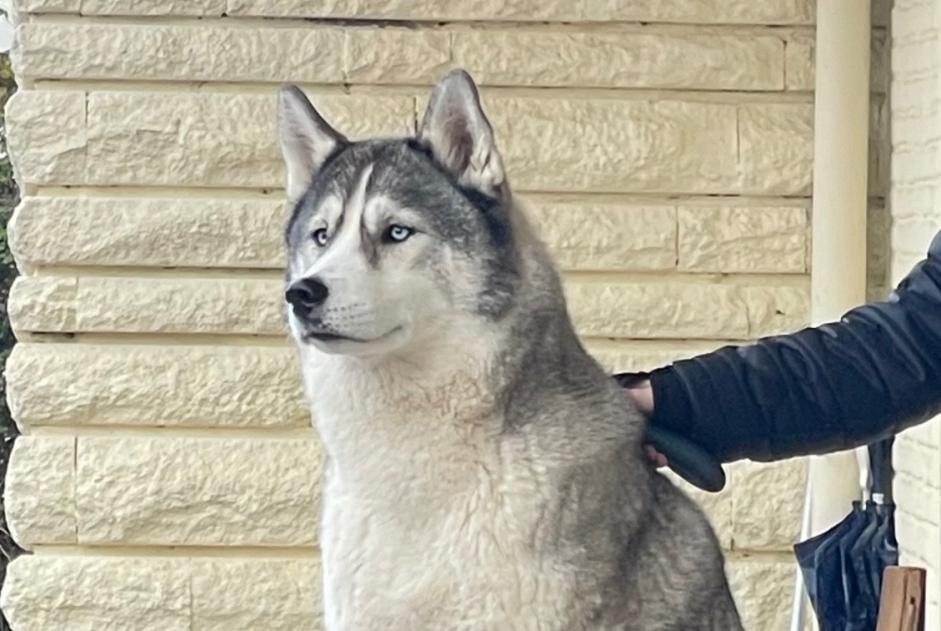 Vermisstmeldung Hund  Weiblich , 7 jahre Saint-Maixent-sur-Vie Frankreich