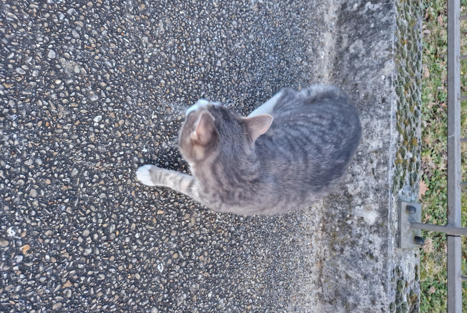 Fundmeldung Katze Männliche , 2025 jahre Créteil Frankreich