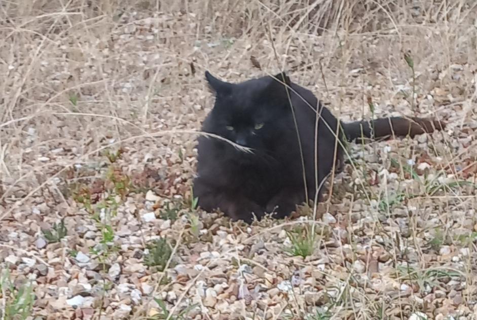 Vermisstmeldung Katze Männliche , 13 jahre Breteuil Frankreich