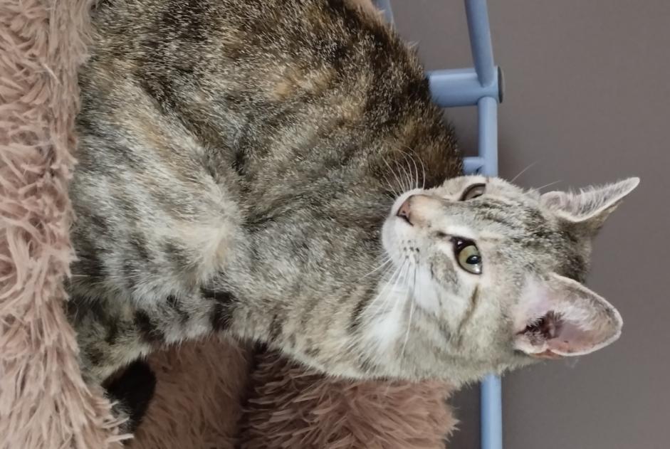 Vermisstmeldung Katze Weiblich , 10 jahre Saint-Maurice-de-Gourdans Frankreich