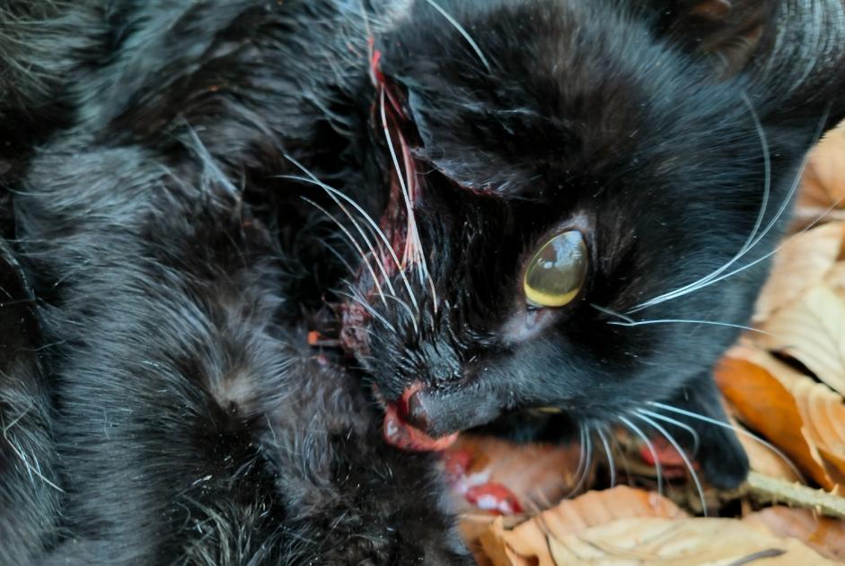 Fundmeldung Katze Männliche , 5 Jahre Liège Belgien