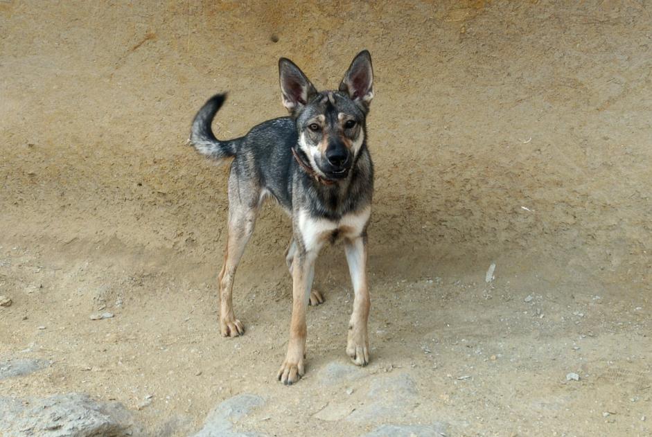 Vermisstmeldung Hund rassenmischung Weiblich , 1 jahre Lanuéjols Frankreich