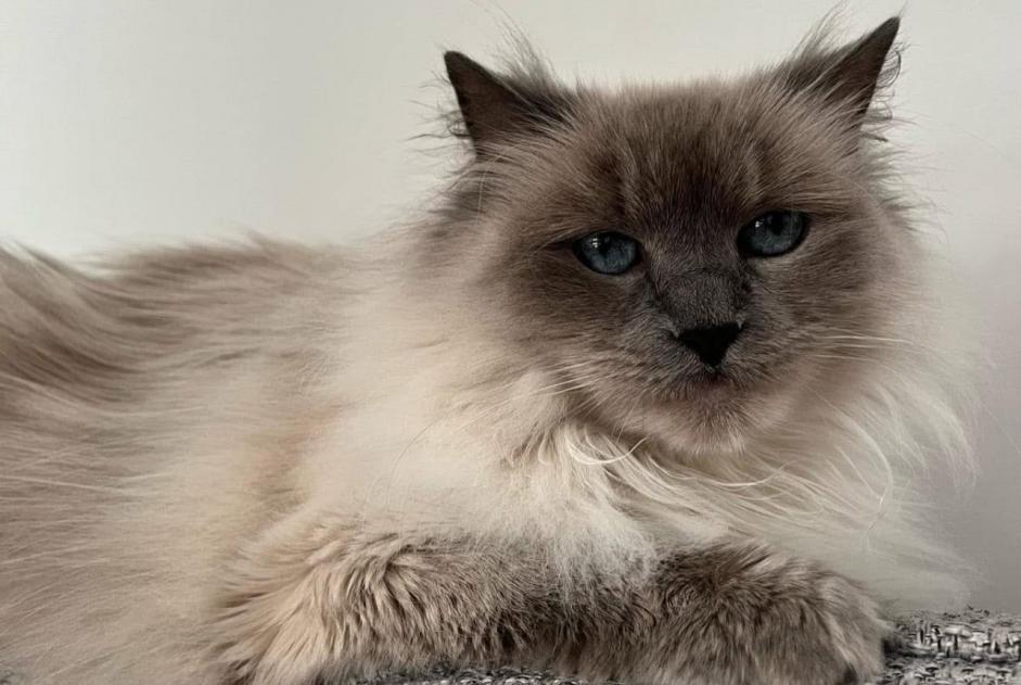 Vermisstmeldung Katze  Weiblich , 8 jahre Herstal Belgien