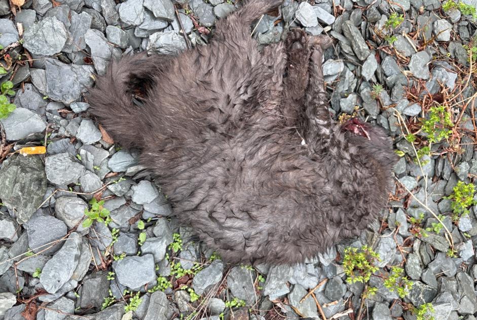 Fundmeldung Katze Unbekannt Plouër-sur-Rance Frankreich