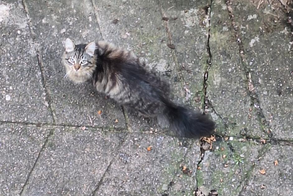 Fundmeldung Katze Unbekannt Béning-lès-Saint-Avold Frankreich